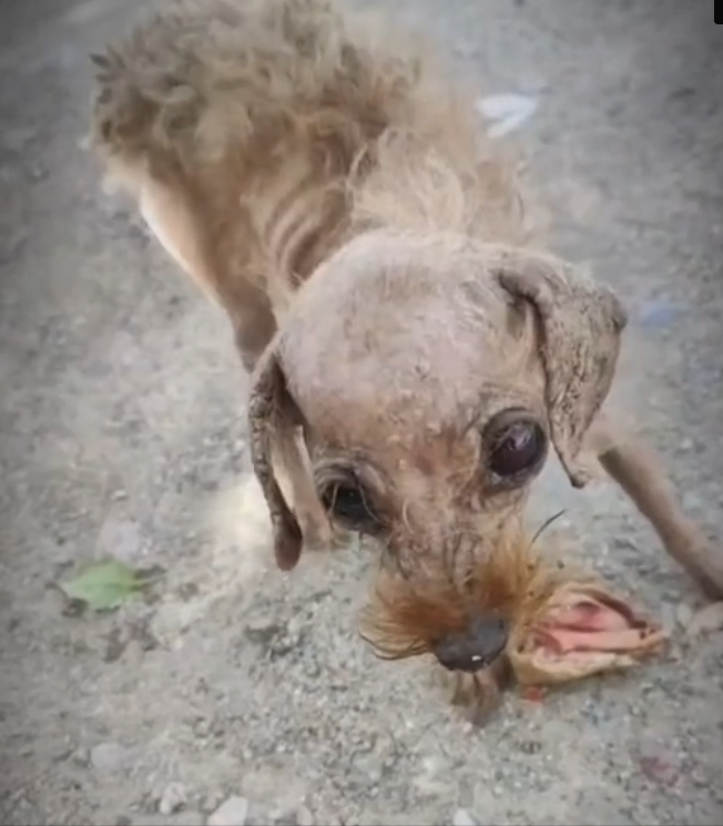 H0503029_poor stray dog #poordog #straydog #dog