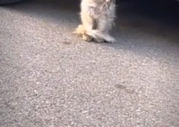 H0503030_save poor cat #syntheticpets #rescuecat #cat