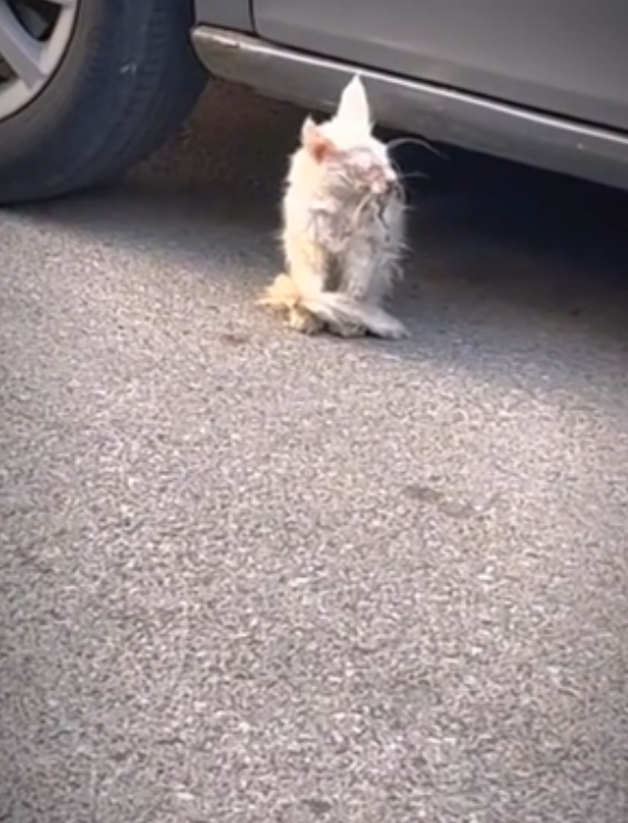 H0503030_save poor cat #syntheticpets #rescuecat #cat