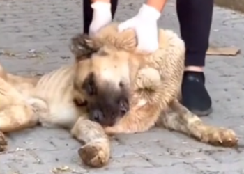 H0503032_rescue dog #rescuedog #poordog #straydog #dog #dog