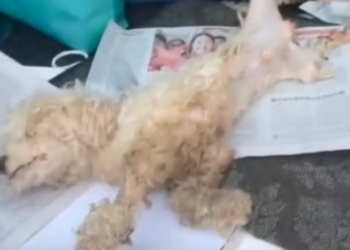 H0503035 Another life nearly swallowed by circumstance