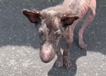 H2802003_Rescue Alert! little boy is just months