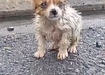 H0503037_save poor dog #dog #dogs