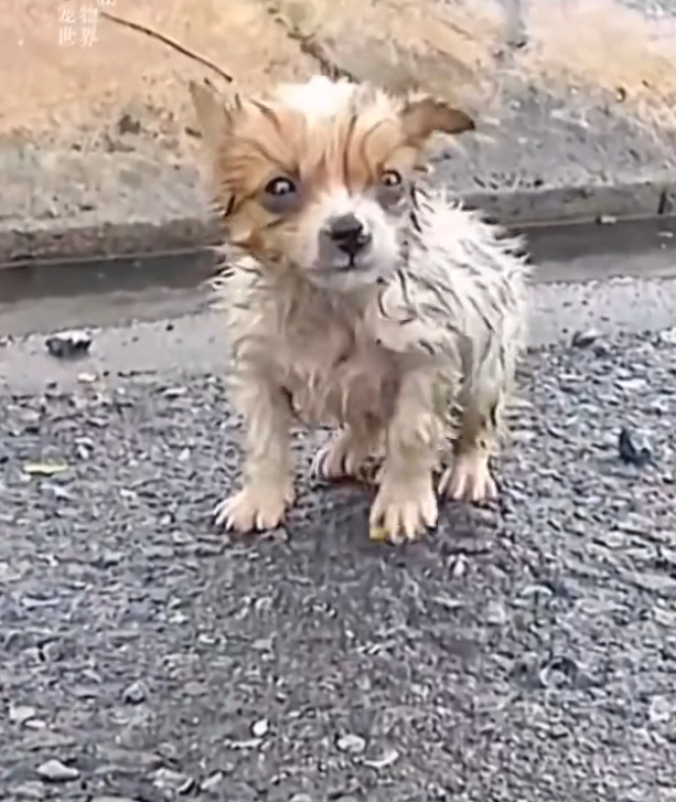 H0503037_save poor dog #dog #dogs