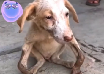 H0503039_save poor dog #poordog #straydog #rescuedog