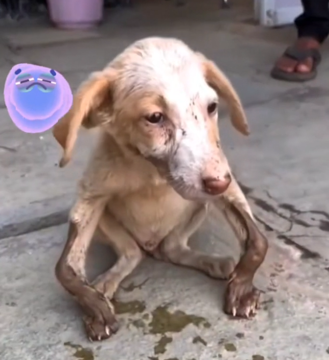 H0503039_save poor dog #poordog #straydog #rescuedog