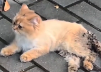 H0503040_save poor cat #cat #cats #kitten #kittens