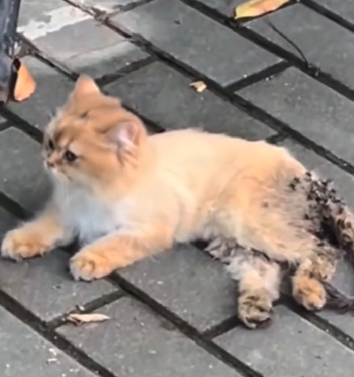 H0503040_save poor cat #cat #cats #kitten #kittens