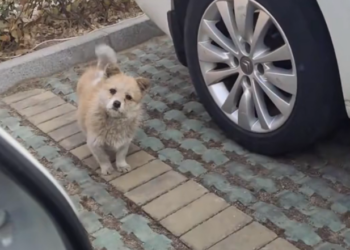 H2802020 Barely surviving the harsh reality