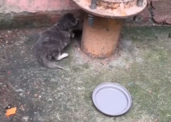 H0503044 A silent fight few would notice