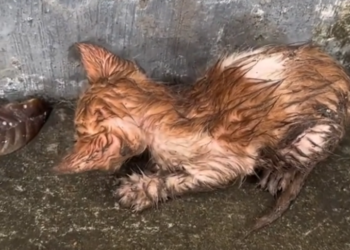 H0503045_save poor kitten #kitten #kittens #cat #cats #kitt