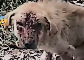 H0503047_save poor dog #dog #dogs #puppy #poordog #straydog