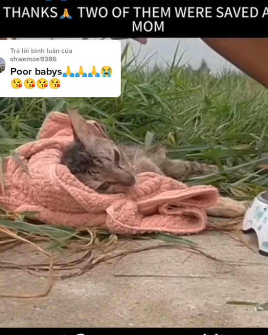 H0503048 Discovered in a state of collapse