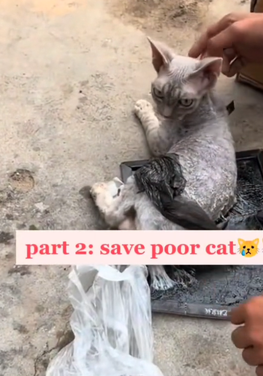 H0503050 It was almost too weak to be seen