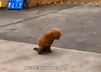 H0503051 A quiet life hidden in suffering