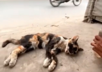 H0503052_help save poor cat #poorcat #straycat #savecat