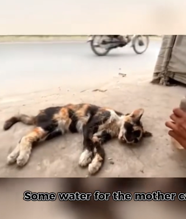 H0503052_help save poor cat #poorcat #straycat #savecat