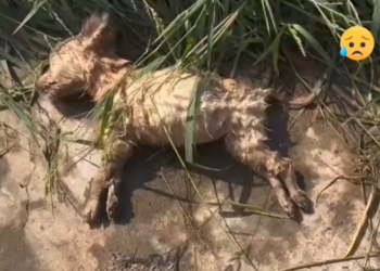 H0503053_help save poor dog #poordog #straydog #rescuedog