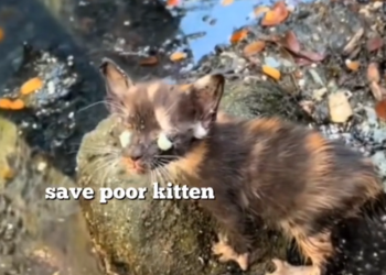 H0503054_save poor kitten #poorkitten #rescuecat #straykitt