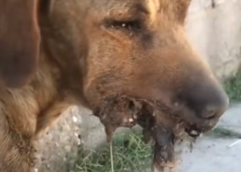 H0503055_poor stray dog #poordog #straydog #rescuedog #dog