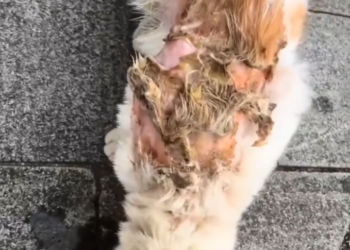 H0503056_save poor cat #poorcat #straycat #cat #cats