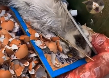 H0503057 No one realized how critical it was