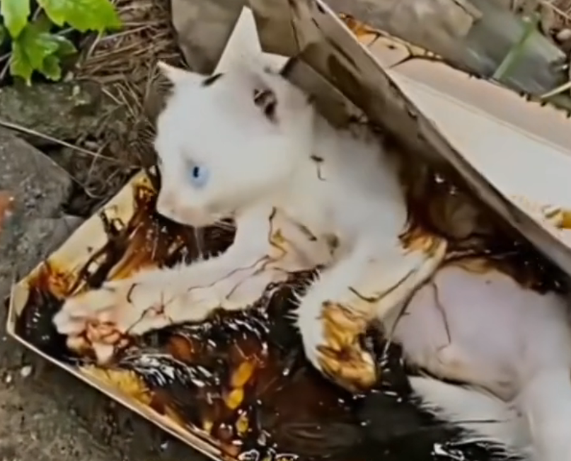 H0503064 The brink of loss was near