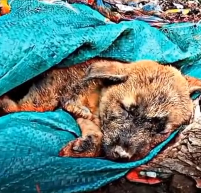 H0503065 Discovered in a state of collapse