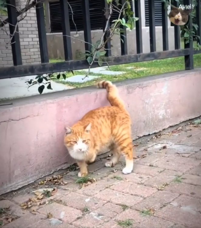 H0503069 Its body had endured too much