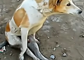 H0503071 The suffering had gone unseen