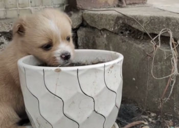 H2802023 Found when hope was nearly gone