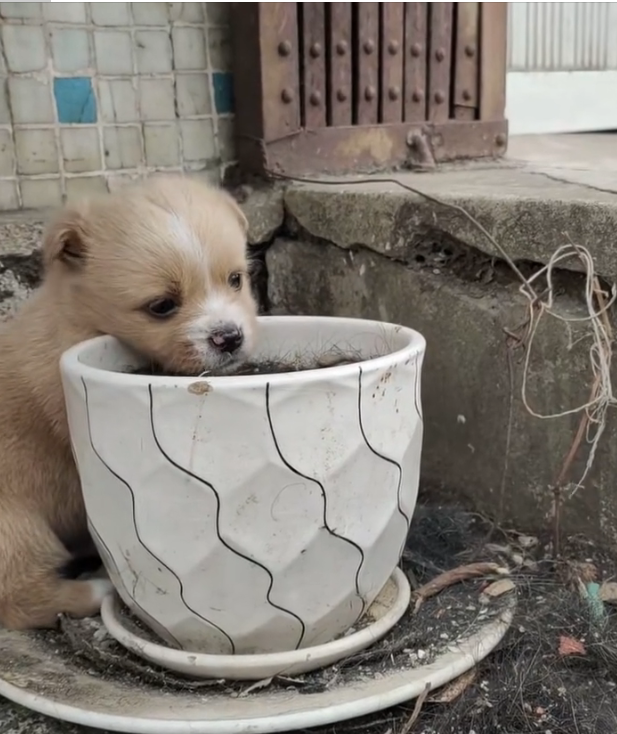 H2802023 Found when hope was nearly gone