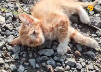 H0503074 A quiet struggle in plain sight