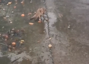 H0503075 The damage told its own story