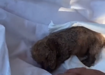 H0503076 Left without a chance