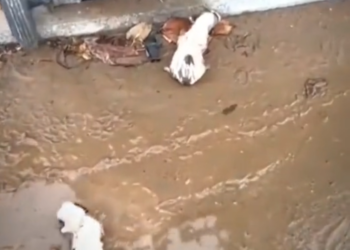 H0503077 It had nearly stopped trying