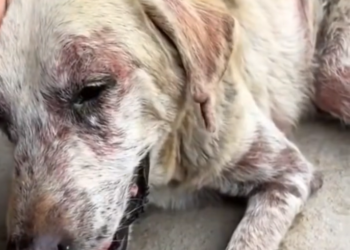 H0503078 The world never paused for it