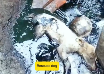 H0503079_Rescues stray dog #poordog #straydog #rescuedog