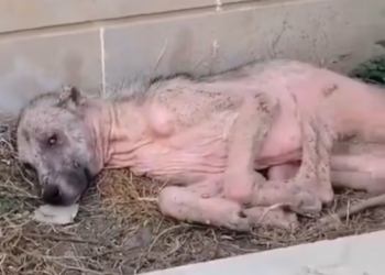 H0503080 A fragile existence nearly erased