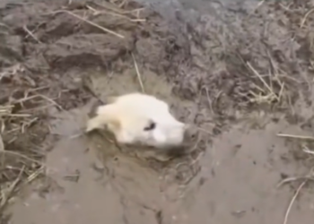 H0503084 The margin between life and loss was shrinking