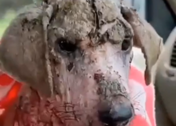 H0503085 Another silent casualty of neglect