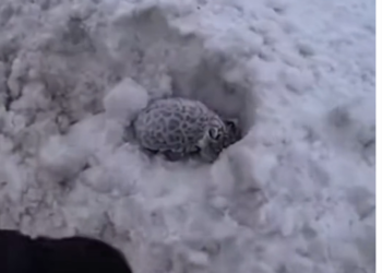 H0503086_found Pallas cat kitten frozen stiff under