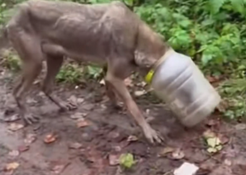 H0503087_starving wolf plastic jug stuck
