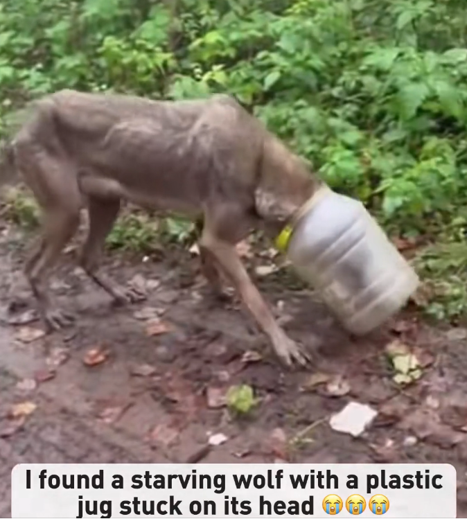 H0503087_starving wolf plastic jug stuck