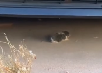 H2802024_month ago found kitten saved it #animals