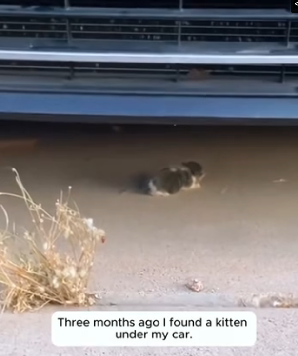 H2802024_month ago found kitten saved it #animals