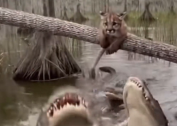 H0503088_puma cub cried help tree branch