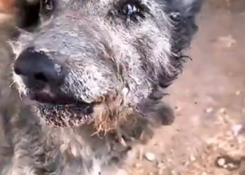 H0503090 Its breathing was faint but present