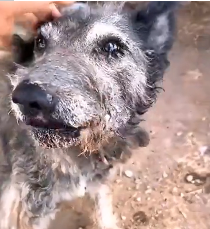 H0503090 Its breathing was faint but present