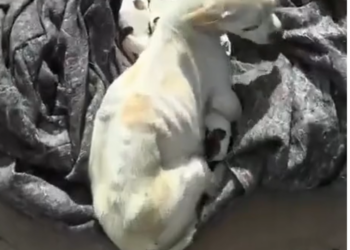 H0503094 A life hanging in delicate balance